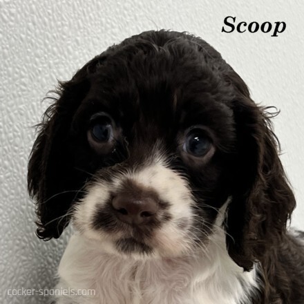 puppy, for, sale, Cocker Spaniel, Joe & Cherri  Overlease, dog, breeder, Miller, MO, dog-breeder, puppy-for-sale, forsale, nearby, find, puppyfind, locator, puppylocator, aca